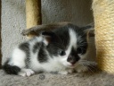 chaton femelle 2015
