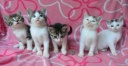 chatons orphelins 2015