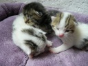 chatons printemps 2016